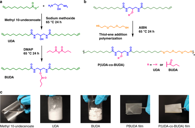 zwavel Joseph Banks hoe Ultra-strong long-chain polyamide elastomers with programmable  supramolecular interactions and oriented crystalline microstructures |  Nature Communications