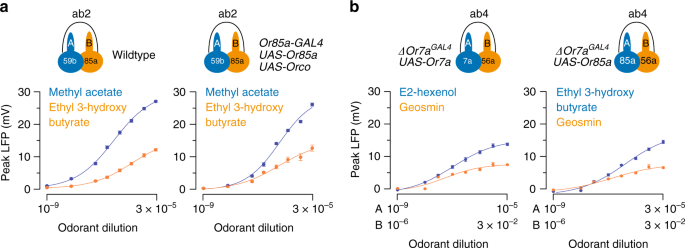 Ephaptic Interactions in the Mammalian Olfactory System