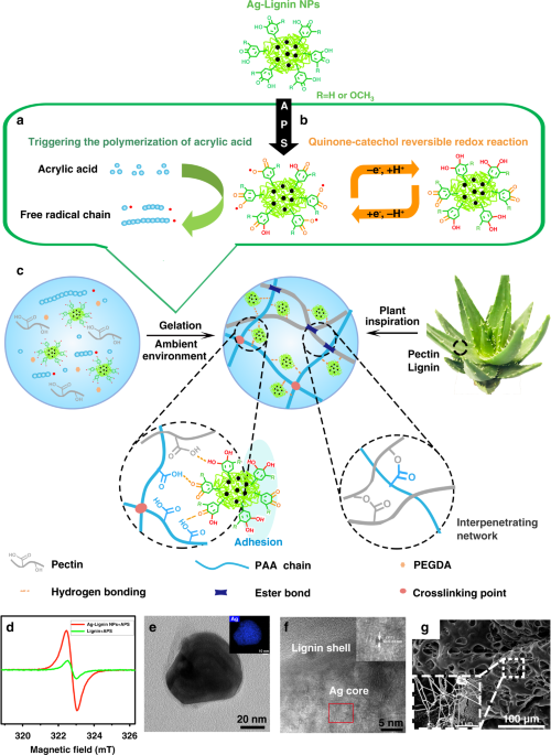 Plant-inspired adhesive and tough hydrogel based on Ag-Lignin  nanoparticles-triggered dynamic redox catechol chemistry | Nature  Communications