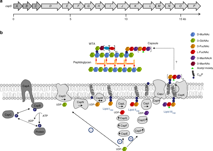 Coordination Of Capsule Assembly And Cell Wall Biosynthesis In Staphylococcus Aureus Nature Communications Coordination Of Capsule Assembly And Cell Wall Biosynthesis In Staphylococcus Aureus Nature Communications