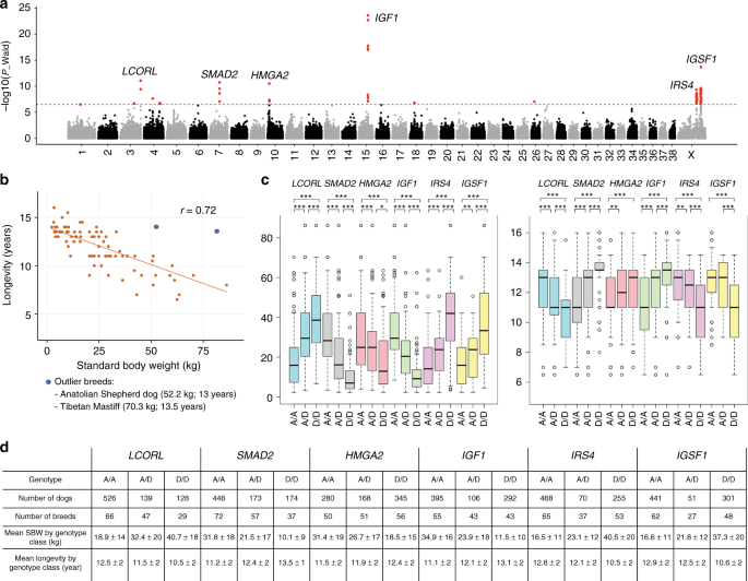 Whole genome sequencing of canids reveals genomic regions under