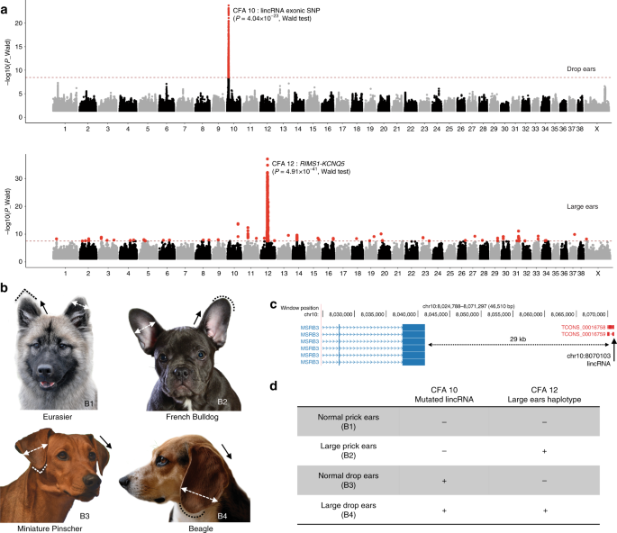 Whole genome sequencing of canids reveals genomic regions under