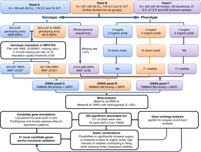 Meta Analysis Of Genome Wide Association Studies Provides Insights Into Genetic Control Of Tomato Flavor Nature Communications Meta Analysis Of Genome Wide Association Studies Provides Insights Into Genetic Control Of Tomato Flavor Nature Communications