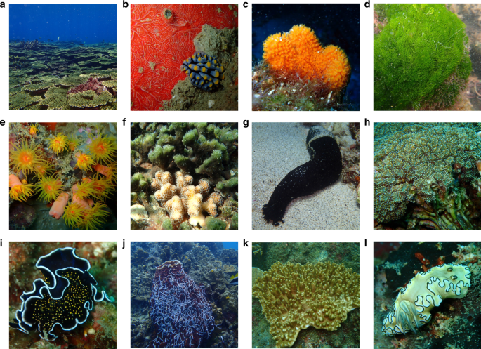 The sponge microbiome within the greater coral reef microbial