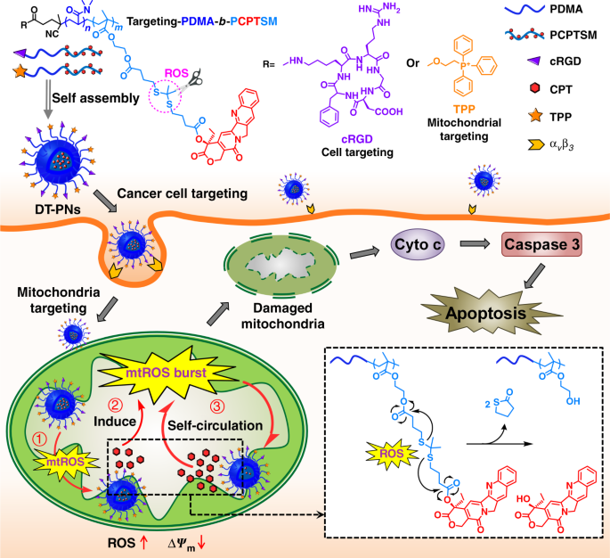 Mitochondria-specific drug release and reactive oxygen species burst  induced by polyprodrug nanoreactors can enhance chemotherapy