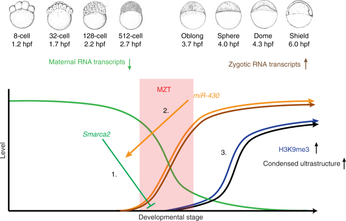 The maternal to zygotic transition regulates genome-wide heterochromatin  establishment in the zebrafish embryo | Nature Communications