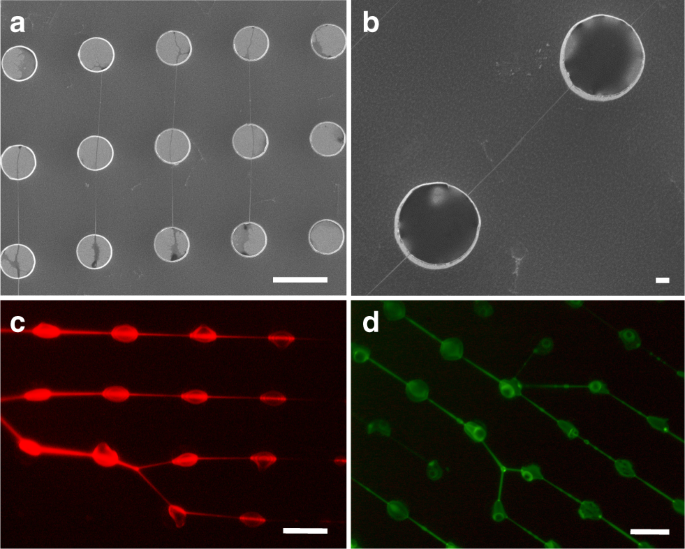 Nanomechanical Dna Resonators For Sensing And Structural Analysis Of Dna Ligand Complexes Nature Communications