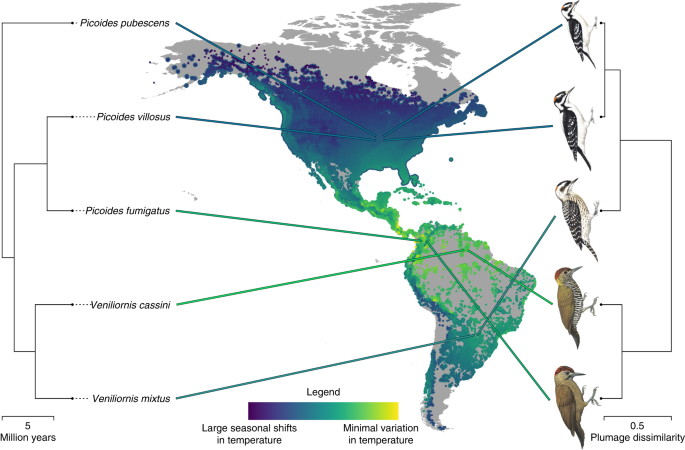 Ecological And Geographical Overlap Drive Plumage Evolution