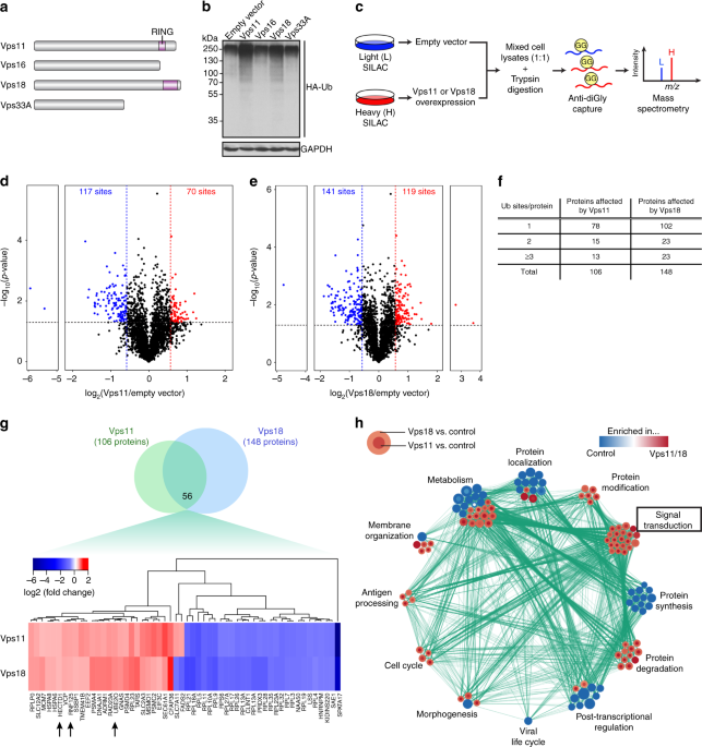 Vps11 And Vps18 Of Vps C Membrane Traffic Complexes Are Ubiquitin Ligases And Fine Tune Signalling Nature Communications