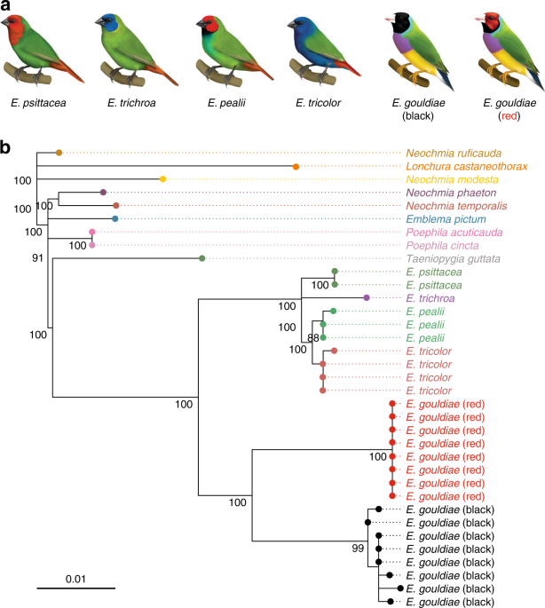 Genetics and evidence for balancing selection of a sex-linked colour  polymorphism in a songbird | Nature Communications