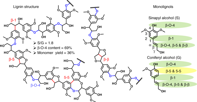 Differences In S G Ratio In Natural Poplar Variants Do Not Predict Catalytic Depolymerization Monomer Yields Nature Communications