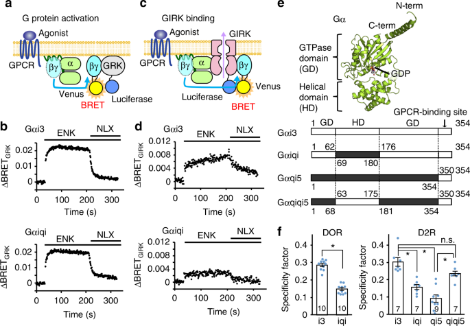 Structural Mechanism Underlying G Protein Family Specific Regulation Of G Protein Gated Inwardly Rectifying Potassium Channel Nature Communications