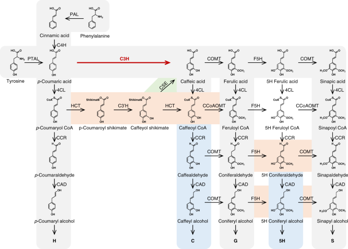 4 Coumarate 3 Hydroxylase In The Lignin Biosynthesis Pathway Is A Cytosolic Ascorbate Peroxidase Nature Communications