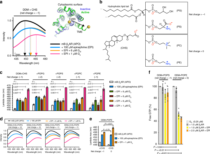 Local Membrane Charge Regulates β 2 Adrenergic Receptor - 