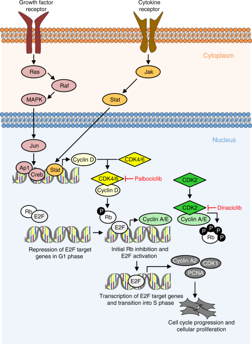 Palbociclib