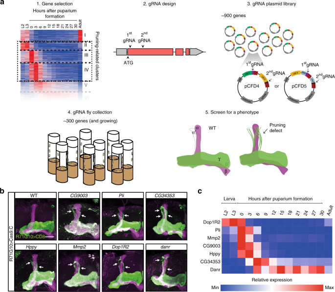 Future Fields and Jenthera Use Fruit Flies for In Vivo CRISPR Therapy