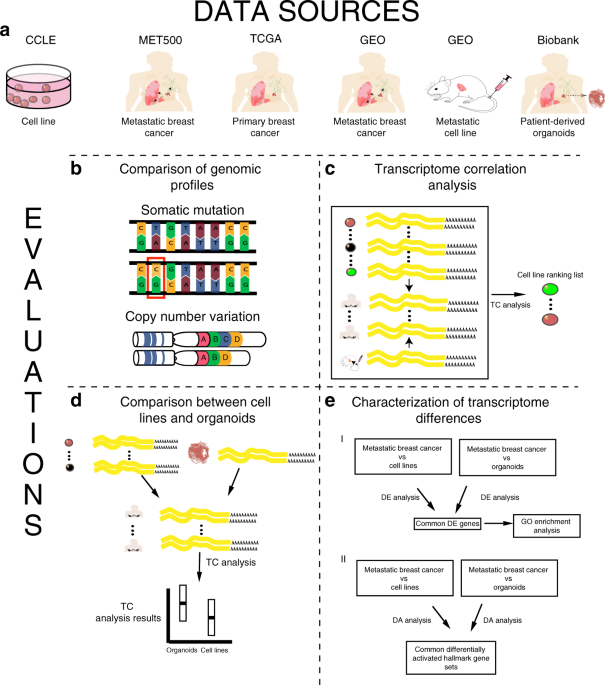 Evaluating cell lines as models for metastatic breast cancer through  integrative analysis of genomic data