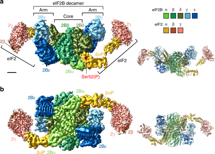 The Structural Basis Of Translational Control By Eif2 Phosphorylation Nature Communications