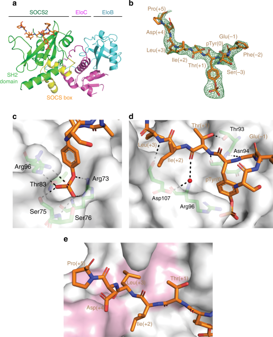 Structural Insights Into Substrate Recognition By The Socs2 Ubiquitin Ligase Nature Communications Structural Insights Into Substrate Recognition By The Socs2 Ubiquitin Ligase Nature Communications