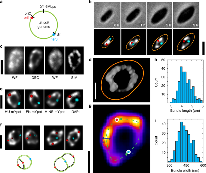 Direct Imaging Of The Circular Chromosome In A Live Bacterium Nature Communications