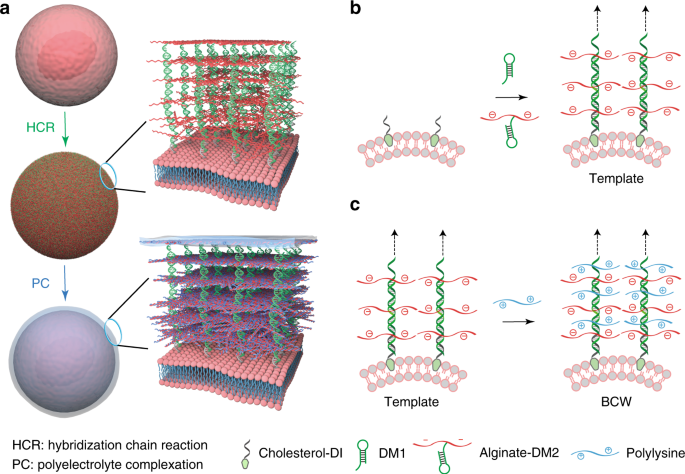 Dna Templated Synthesis Of Biomimetic Cell Wall For Nanoencapsulation And Protection Of Mammalian Cells Nature Communications