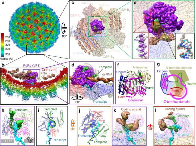 In Situ Structures Of Rotavirus Polymerase In Action And Mechanism Of Mrna Transcription And Release Nature Communications In Situ Structures Of Rotavirus Polymerase In Action And Mechanism Of Mrna Transcription And Release Nature Communications