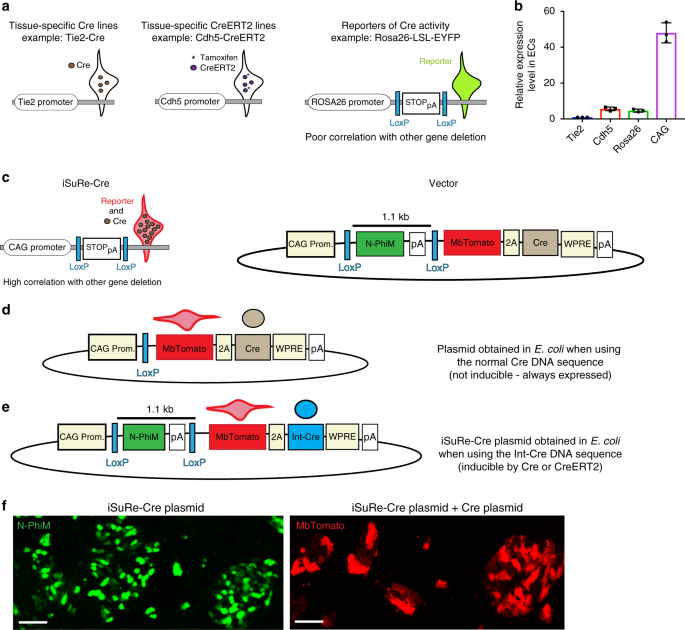 Temporally Regulated and Tissue-Specific Gene Manipulations in the