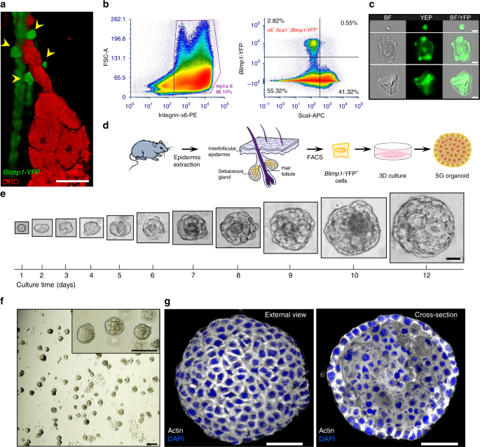 Blimp1 Cells Generate Functional Mouse Sebaceous Gland Anoids In Vitro Nature Munications