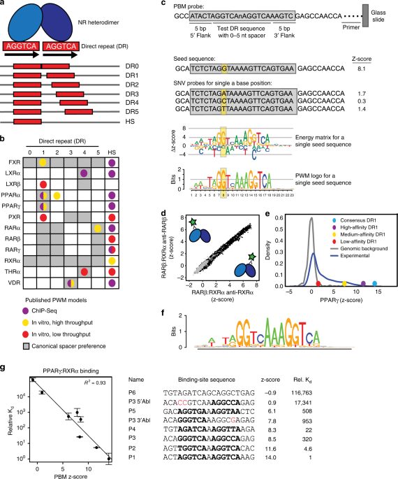 nuclear receptor dna binding