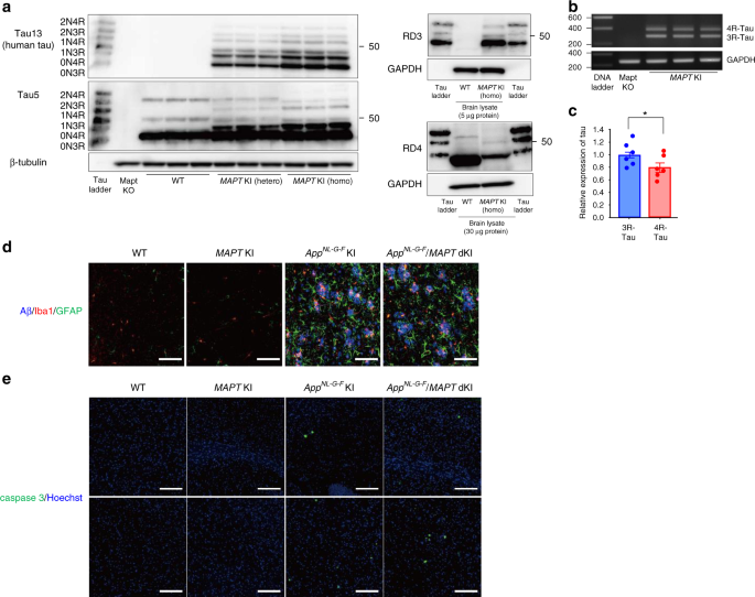 Tau Binding Protein Capon Induces Tau Aggregation And Neurodegeneration Nature Communications
