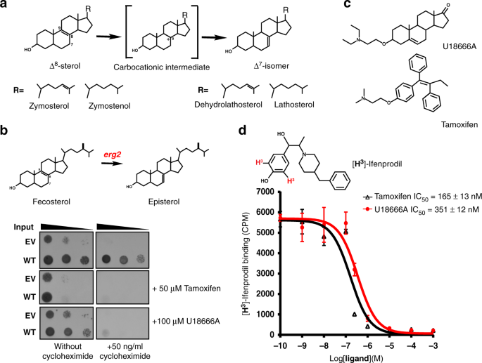 Structural Basis For Human Sterol Isomerase In Cholesterol Biosynthesis And Multidrug Recognition Nature Communications