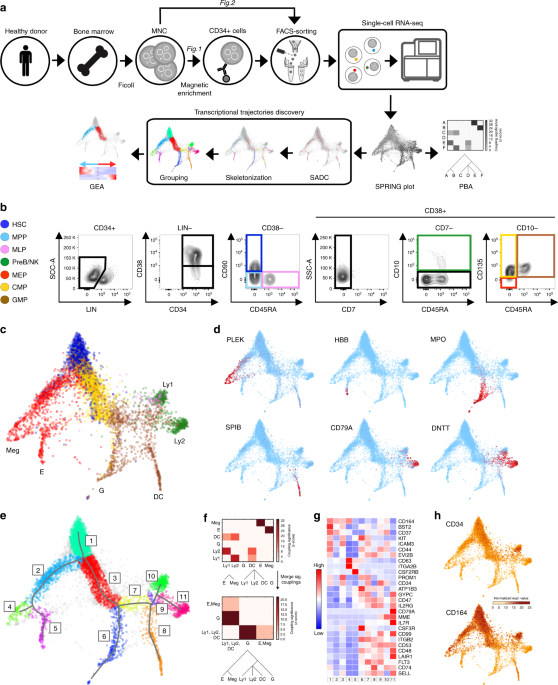 A Comprehensive Single Cell Transcriptional Landscape Of Human Hematopoietic Progenitors Nature Communications