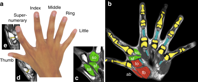 1: Example of the hand shape with five fingers identities.