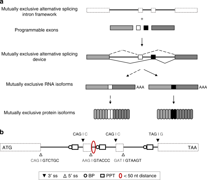 Programmable Mutually Exclusive Alternative Splicing For Generating Rna And Protein Diversity Nature Communications