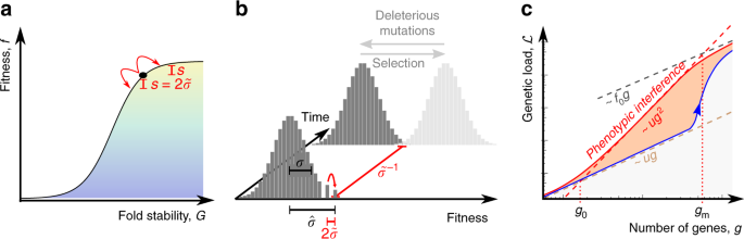 Survival of the simplest in microbial evolution