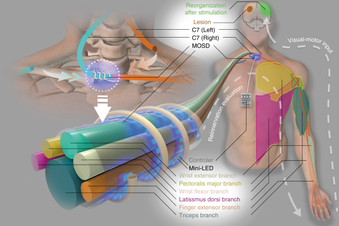 https://media.springernature.com/m685/springer-static/image/art%3A10.1038%2Fs41467-019-10418-3/MediaObjects/41467_2019_10418_Fig1_HTML.png