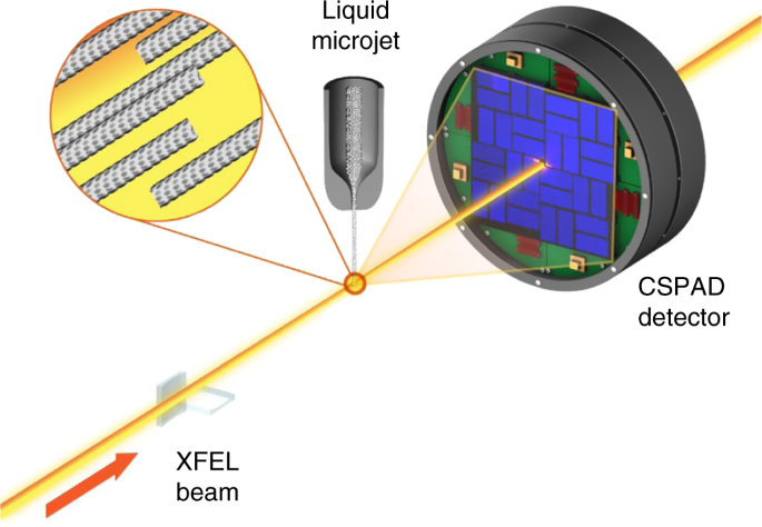 Coherent diffractive imaging of microtubules using an X-ray laser | Nature  Communications