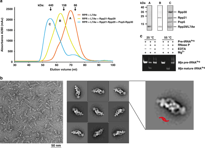 Cryo Electron Microscopy Structure Of An Archaeal Ribonuclease P Holoenzyme Nature Communications