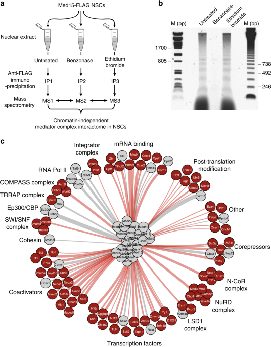 Mediator complex interaction partners organize the transcriptional network  that defines neural stem cells