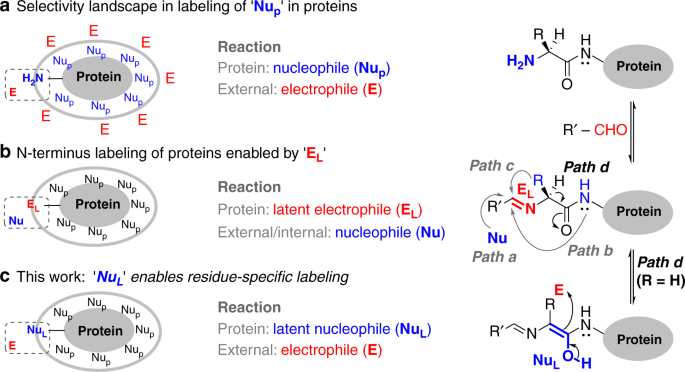 Single Site Glycine Specific Labeling Of Proteins Nature Communications