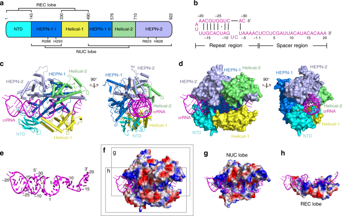 Two Hepn Domains Dictate Crispr Rna Maturation And Target Cleavage In Cas13d Nature Communications Two Hepn Domains Dictate Crispr Rna Maturation And Target Cleavage In Cas13d Nature Communications