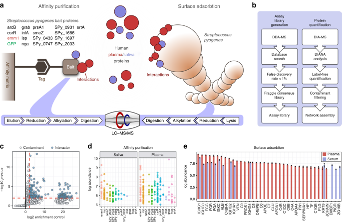 A quantitative Streptococcus pyogenes–human protein–protein interaction map  reveals localization of opsonizing antibodies | Nature Communications