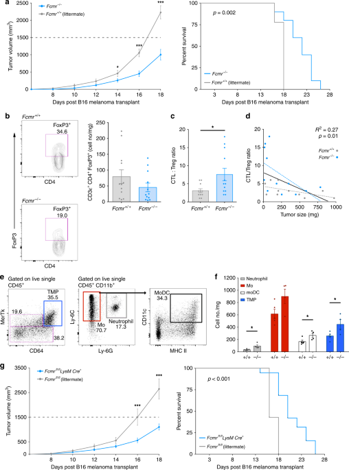 Fcmr regulates mononuclear phagocyte control of anti-tumor immunity