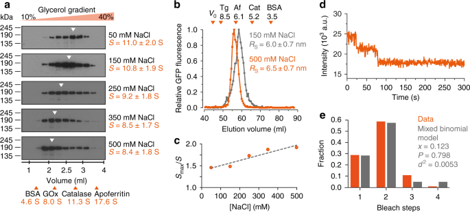 QnA VBage PTPN21 and Hook3 relieve KIF1C autoinhibition and activate intracellular transport