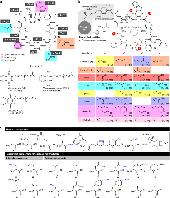 QnA VBage Development of a high-throughput strategy for discovery of potent analogues of antibiotic lysocin E