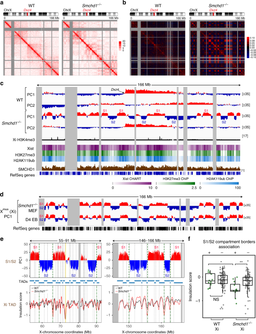 QnA VBage PRC1 collaborates with SMCHD1 to fold the X-chromosome and spread Xist RNA between chromosome compartments