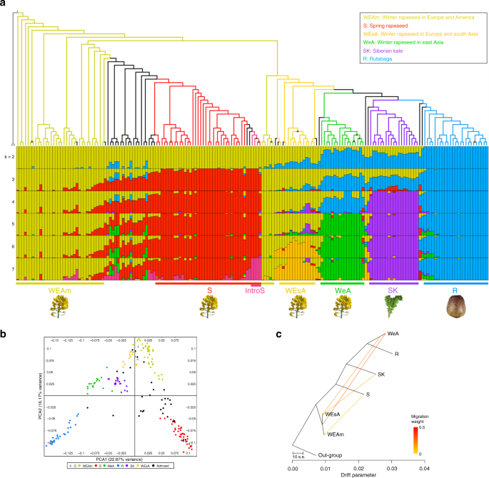 Transcriptome and organellar sequencing highlights the complex origin and diversification of allotetraploid brassica napus