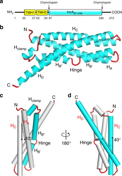 QnA VBage Structural basis for the homotypic fusion of chlamydial inclusions by the SNARE-like protein IncA