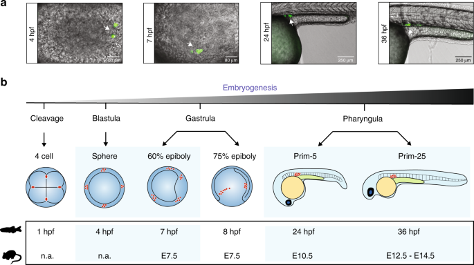 Retention Of Paternal Dna Methylome In The Developing Zebrafish Germline Nature Communications