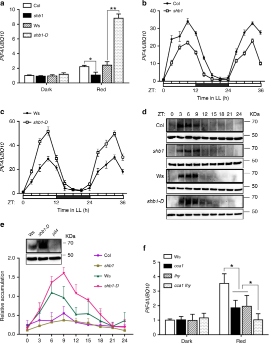 QnA VBage SHB1 and CCA1 interaction desensitizes light responses and enhances thermomorphogenesis